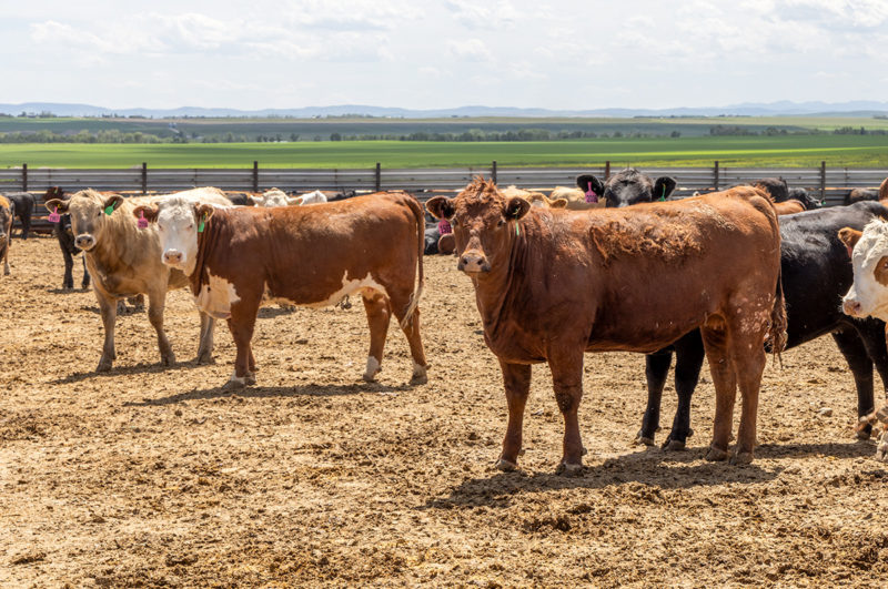 59974-dahlke-feedlot-dixon.jpg