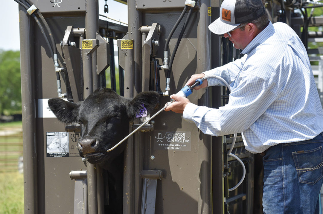 Drench guns 101 | Ag Proud