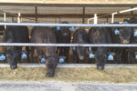 60096-trennepohl-bif-calves.jpg