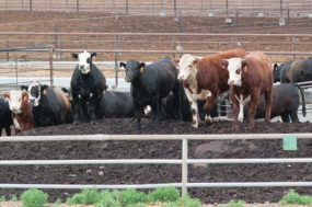 60207-belnap-feedlot-staff.jpg