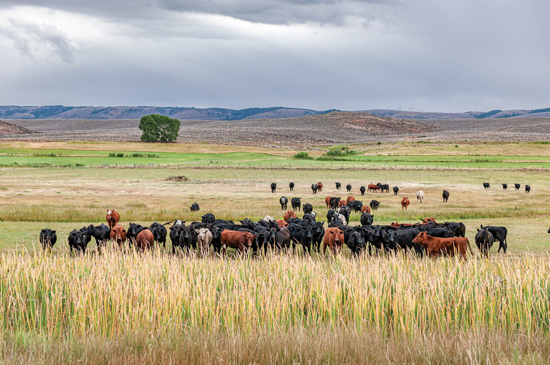 60319-george-wyoming-getty.jpg