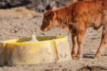 60339-cassady-calf-tub.jpg