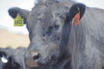 60361-howard-herdflex-steer.gif