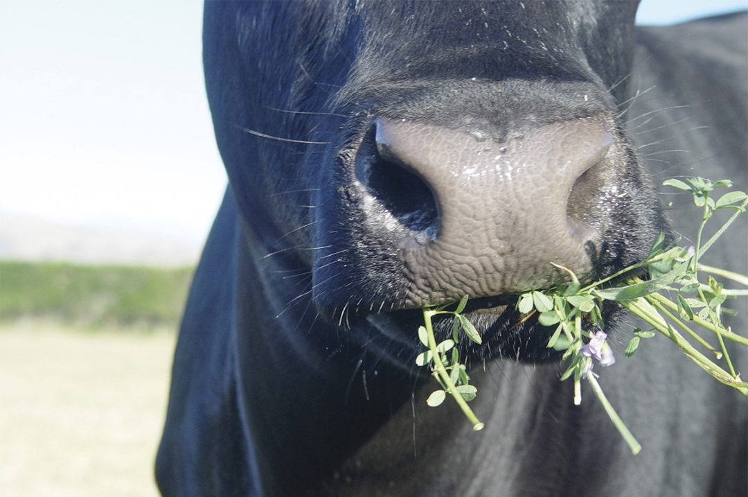 60306-lane-cow-eating-alfalfa-getty.jpg