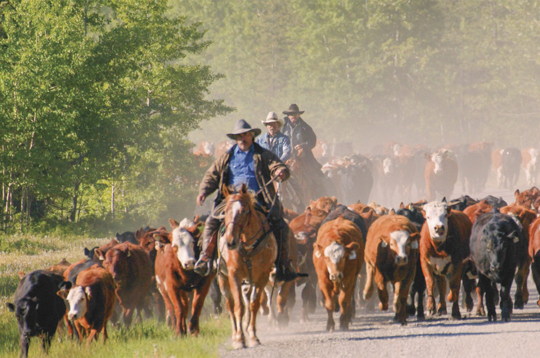 60427-bronson-cattle-drive.getty.jpg