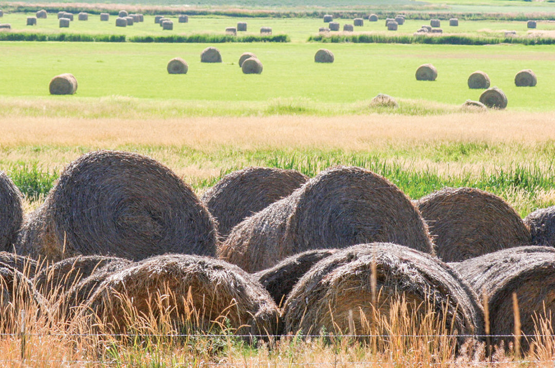 60475-undersander-round-bale-staff.jpg