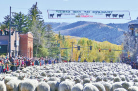 60490-vargovich-sheep-sign-Carol-Waller.jpg