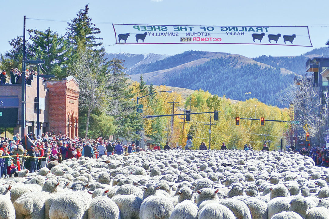 60490-vargovich-sheep-sign-Carol-Waller.jpg