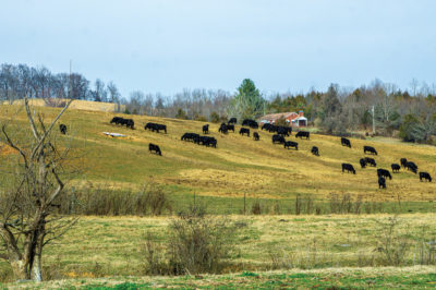 60488-george-cattle-on-hill.jpg