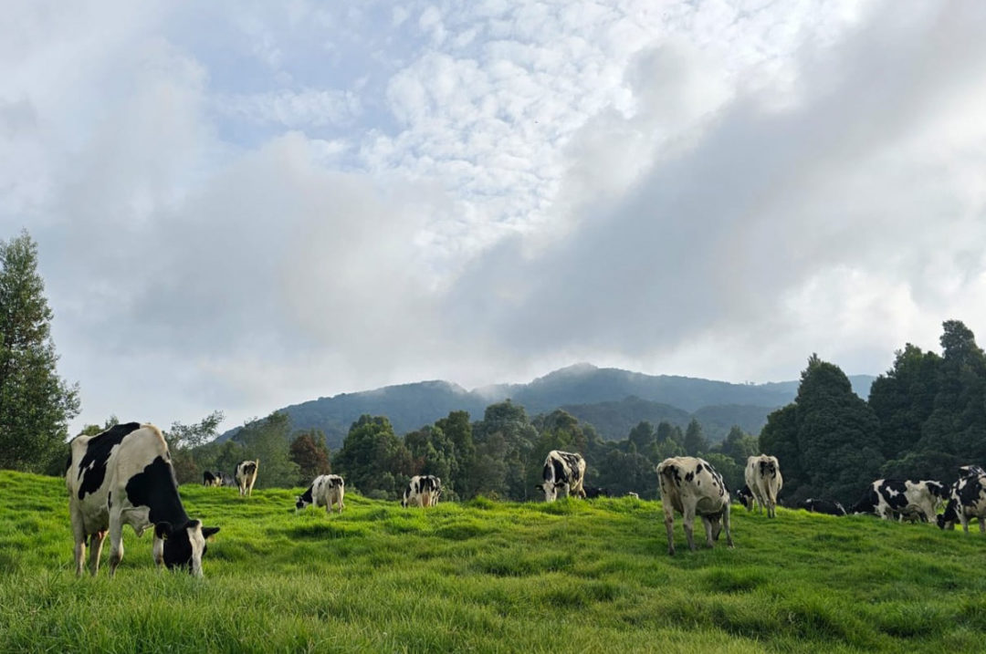 dairying-in-colombia-graef-1.jpg