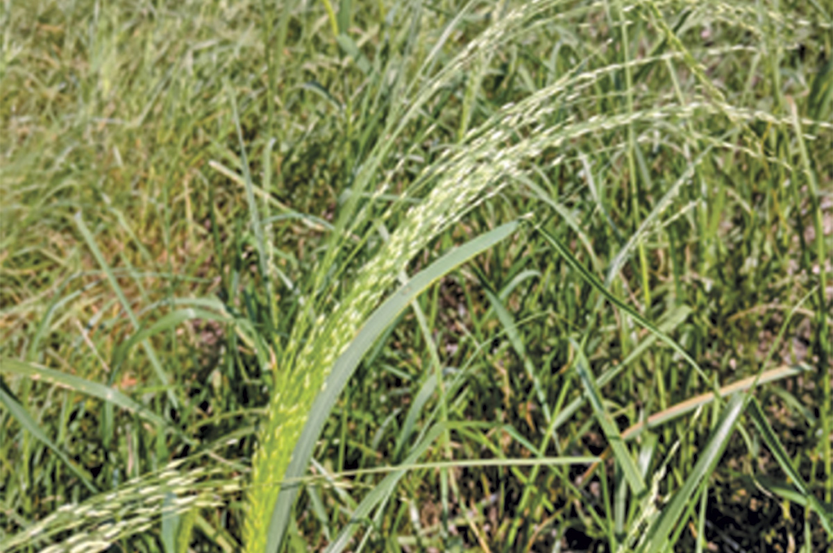 60506-omeara-teff-seedhead.jpg