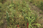 60722-omeara-Oat-radish-mix.jpg