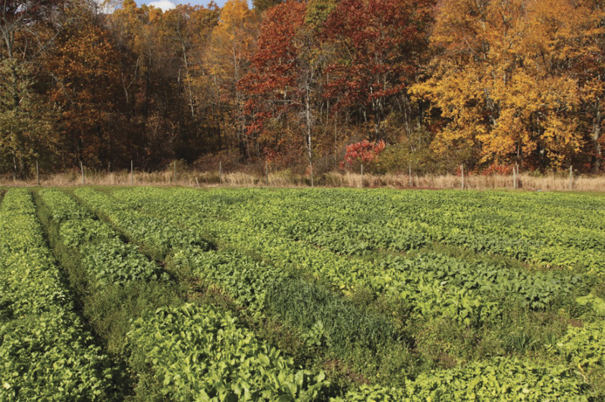 60722-omeara-mixed-oat-brassica.jpg