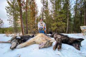 60838-thomas-1-Paul-Antczak-wolves-harvested.jpg