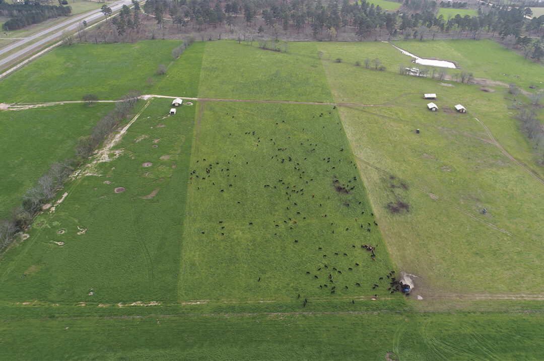 60806-omeara-WhiteOak_d-pasture-strip-grazing-heifers-(1).jpg