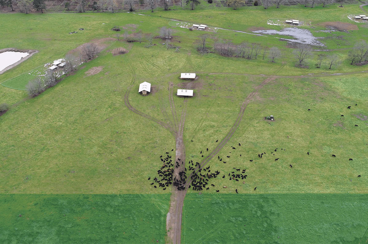 60806-omeara-WhiteOak_heifers-graze-line-pastures-drone.jpg