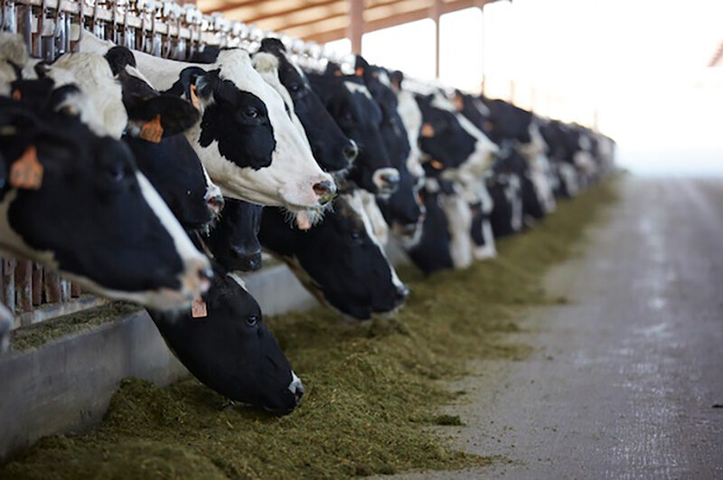 Lallemand - dairy cows at bunk