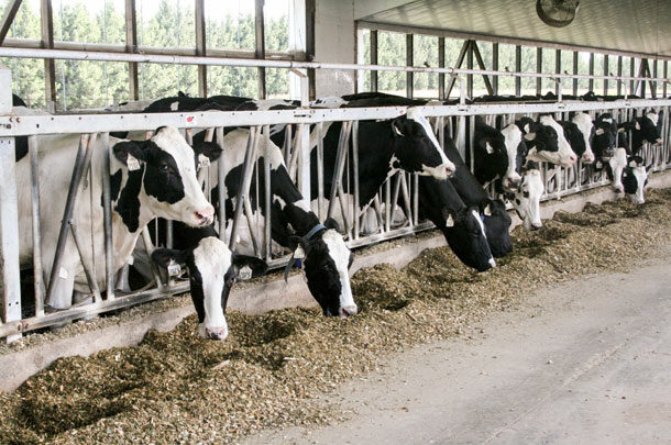 Dairy cows eating