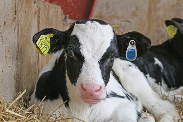 New youngstock monitoring system