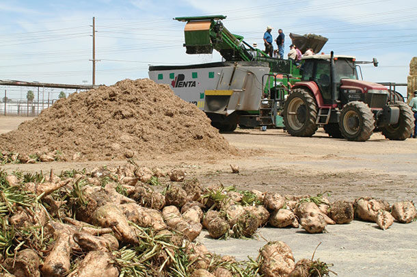 Feed beets are versatile feed ingredients