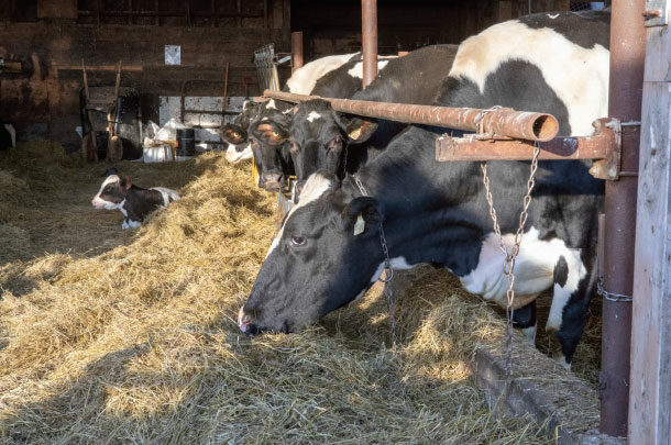 Cows at feedbunk