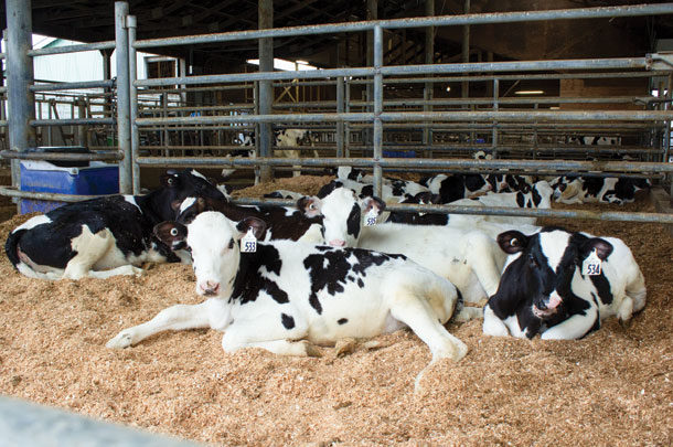 Calves in their pens