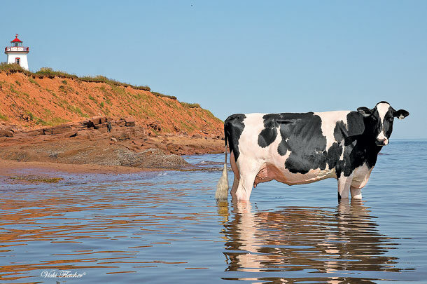 Thompson promoted his cattle with creatively staged photography. 