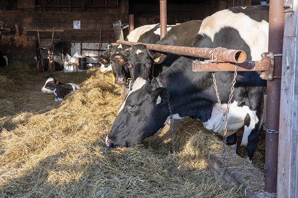 Cattle at the feedbunk