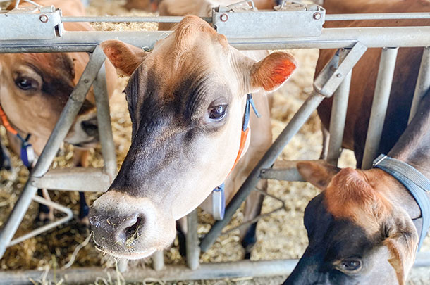 Farm's fresh cow pen 