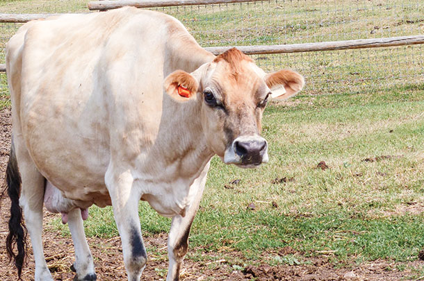 Lone Pine Giller Donna sup EX-94 