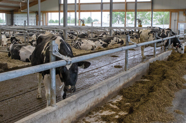 Cows in free-stalls