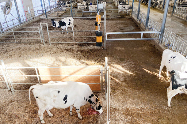 Pamper me, please: Dry cow housing considerations - Progressive Dairy ...
