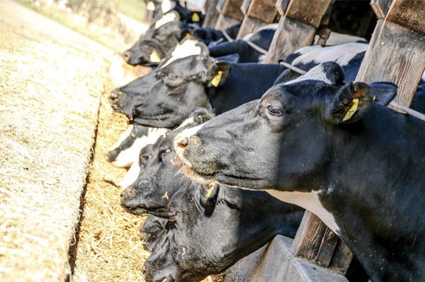 Cows at the bunk