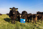 Vitalix tub in pasture