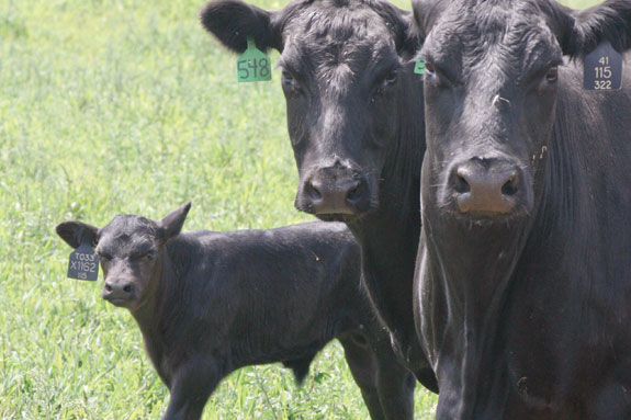 Riverbend Ranch cattle and calf