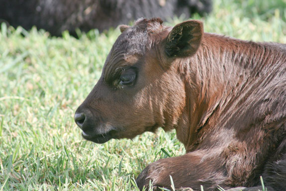 Purebred angus calf