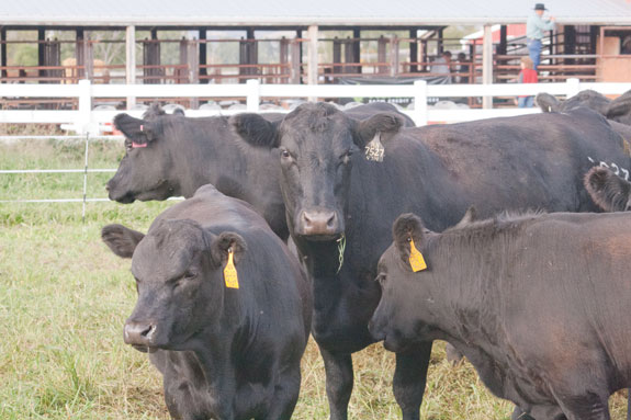 Calves with ear tags