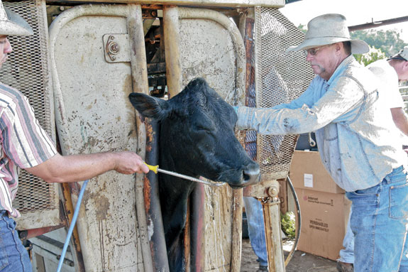 Find Right Dewormer For Your Cattle Herd