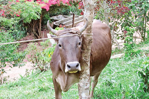 Jersey and Brahman mix