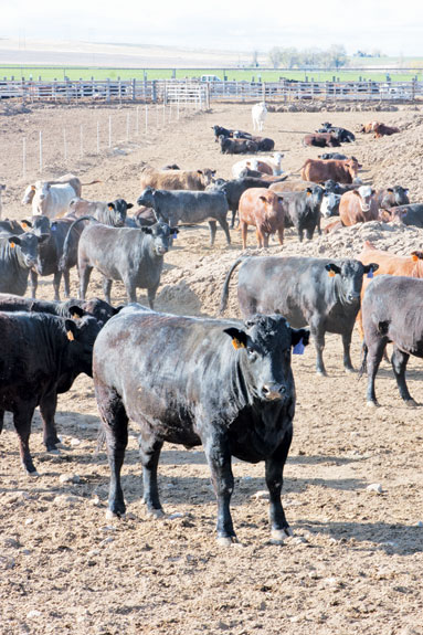 Cattle standing around