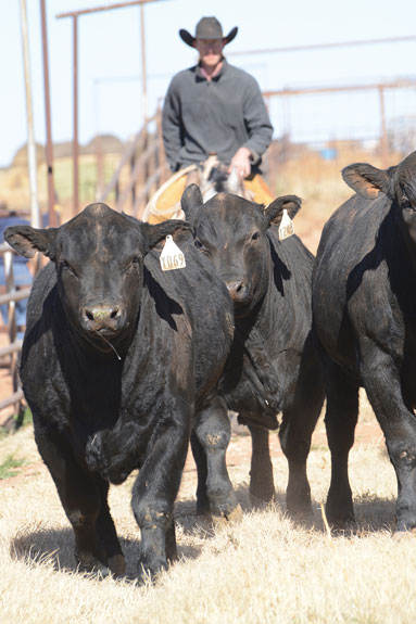 Their background in the meat packing business lends to a focus on muscle in their cattle.