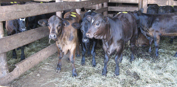 cattle at market