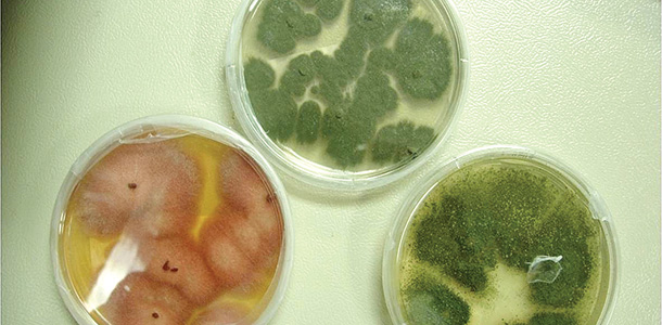 Mold cultures