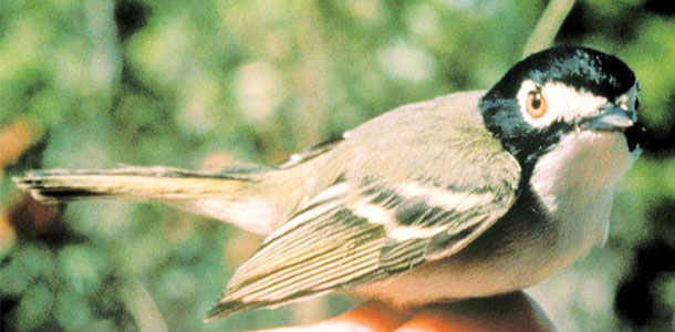 Black-capped vireo