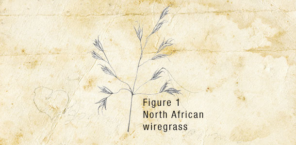 North African wiregrass