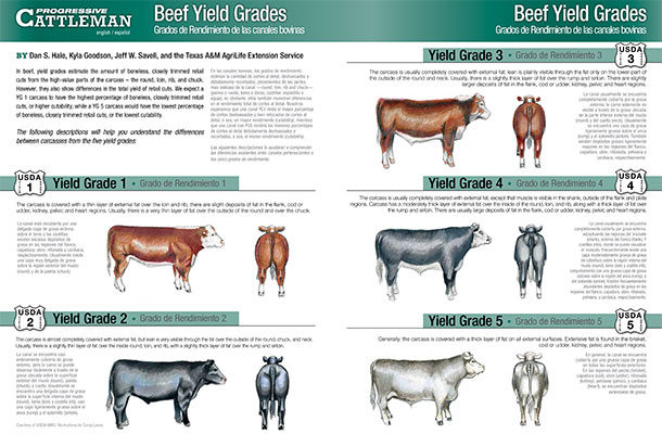beef-yield-grades-progressive-cattle-ag-proud