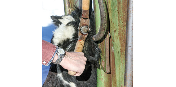 dehorning calves