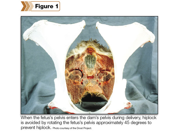 fetus's pelvis enter the dam's pelvis