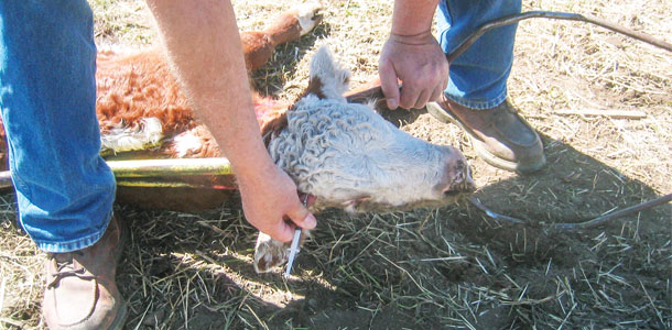 Giving a calf a nerve block before dehorning