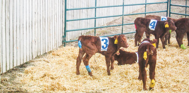 calves in a study